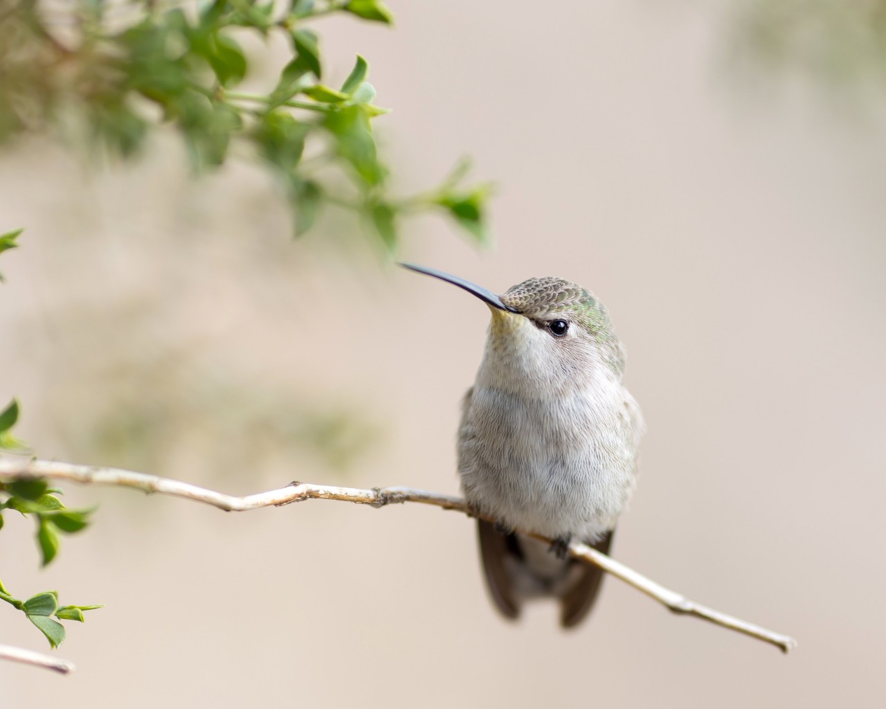 Posing Hummingbird Wallpaper for Desktop 1280x1024