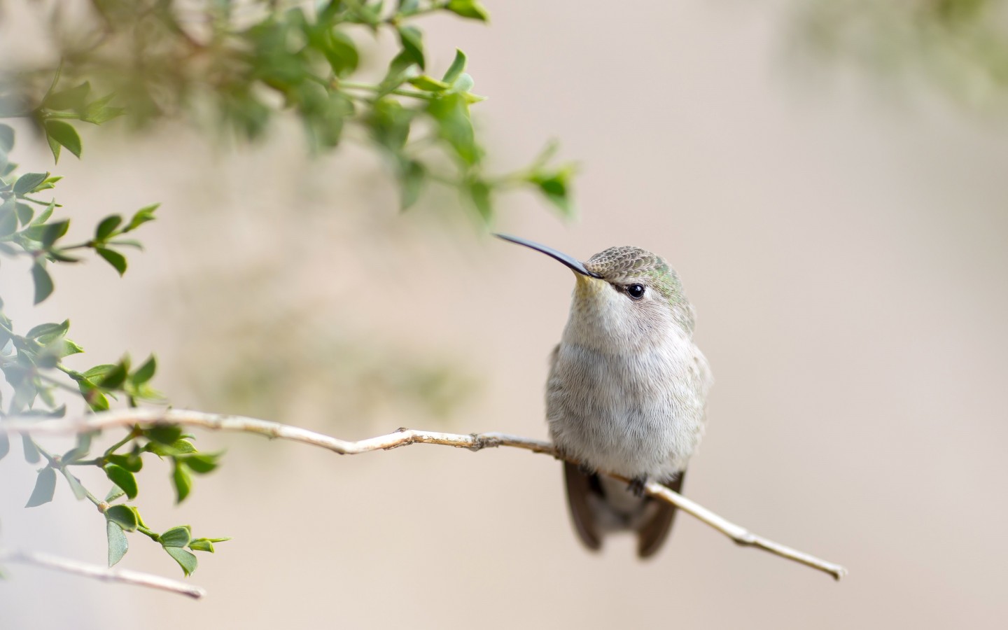Posing Hummingbird Wallpaper for Desktop 1440x900