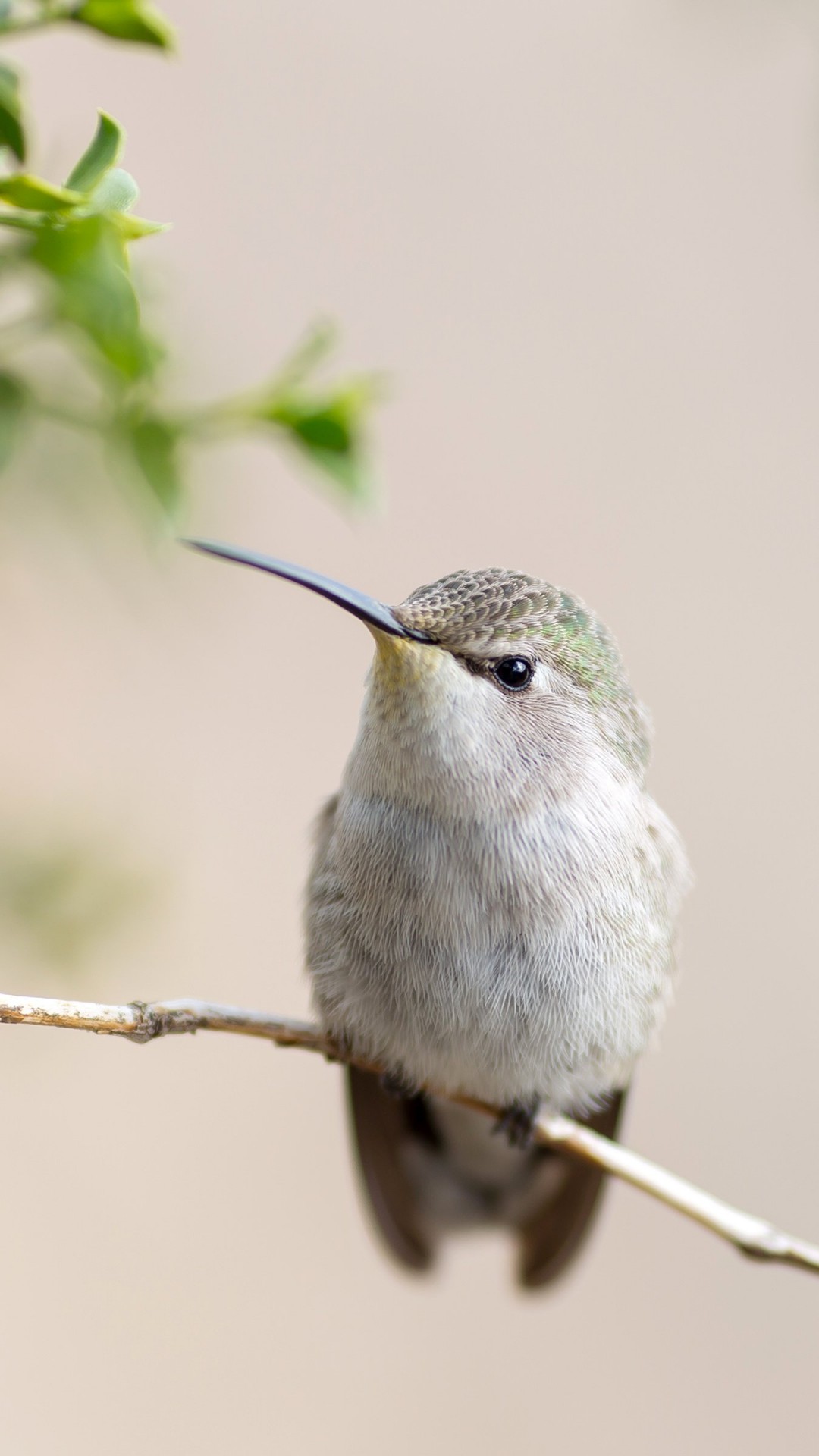 Posing Hummingbird Wallpaper for SAMSUNG Galaxy S4