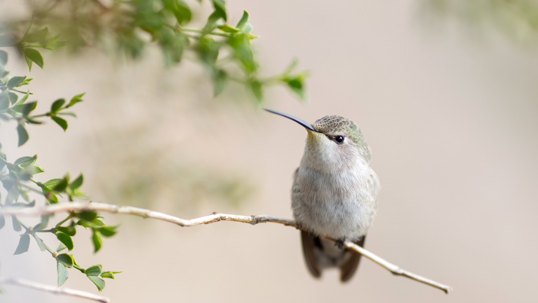 Posing Hummingbird Wallpaper for Social Media Google Plus Cover