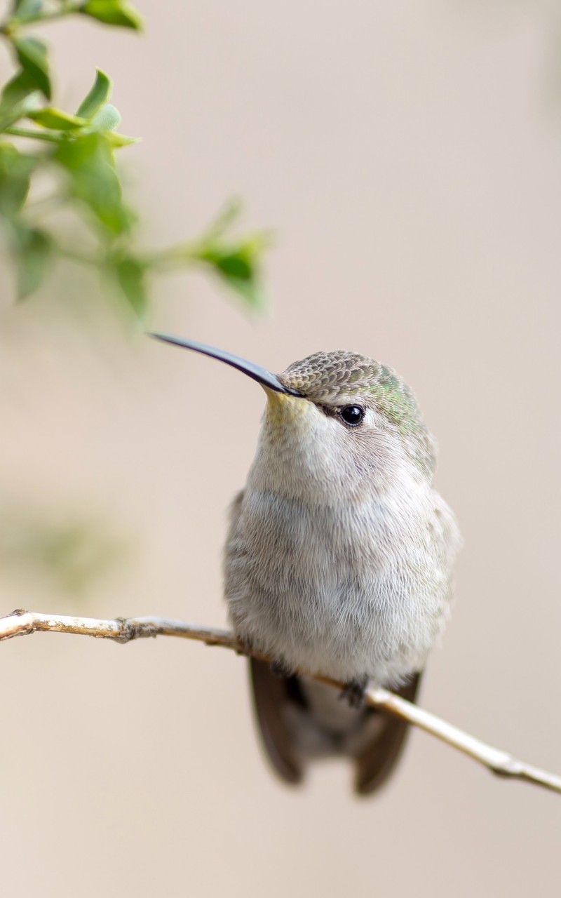 Posing Hummingbird Wallpaper for Amazon Kindle Fire HD