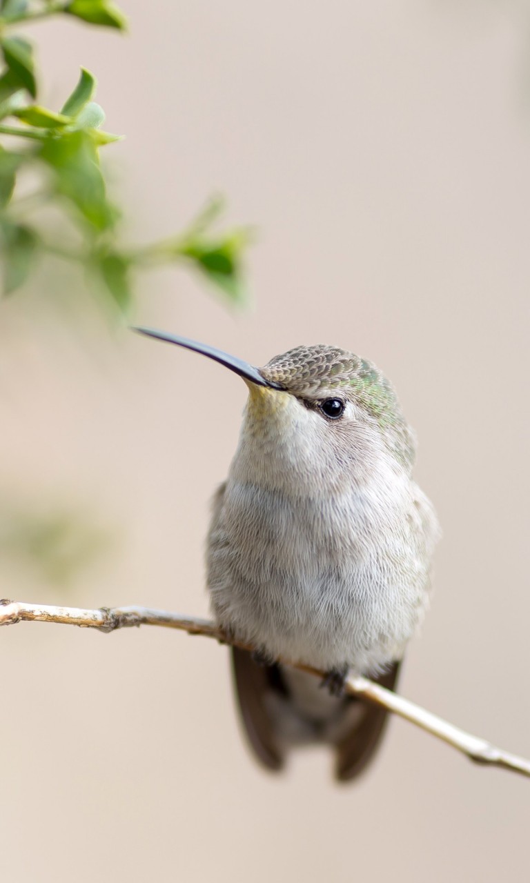 Posing Hummingbird Wallpaper for Google Nexus 4