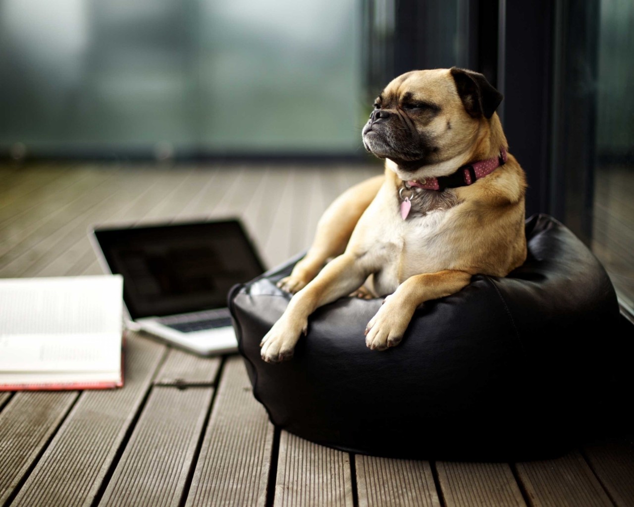 Pug HD wallpaper for 1280x1024 screens - HDwallpapers.net