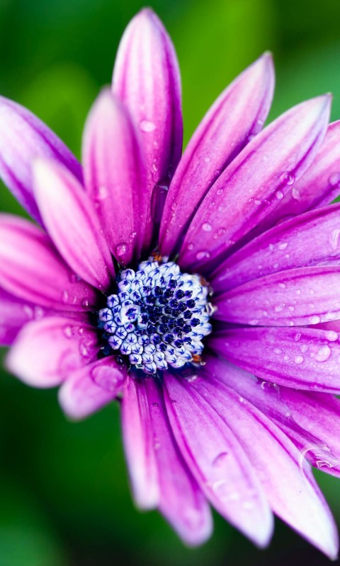 Purple Daisy Wallpaper for SAMSUNG Galaxy S3 Mini