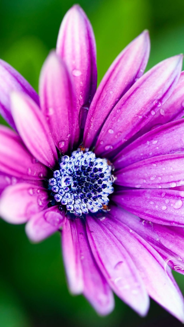 Purple Daisy Wallpaper for SAMSUNG Galaxy S5 Mini