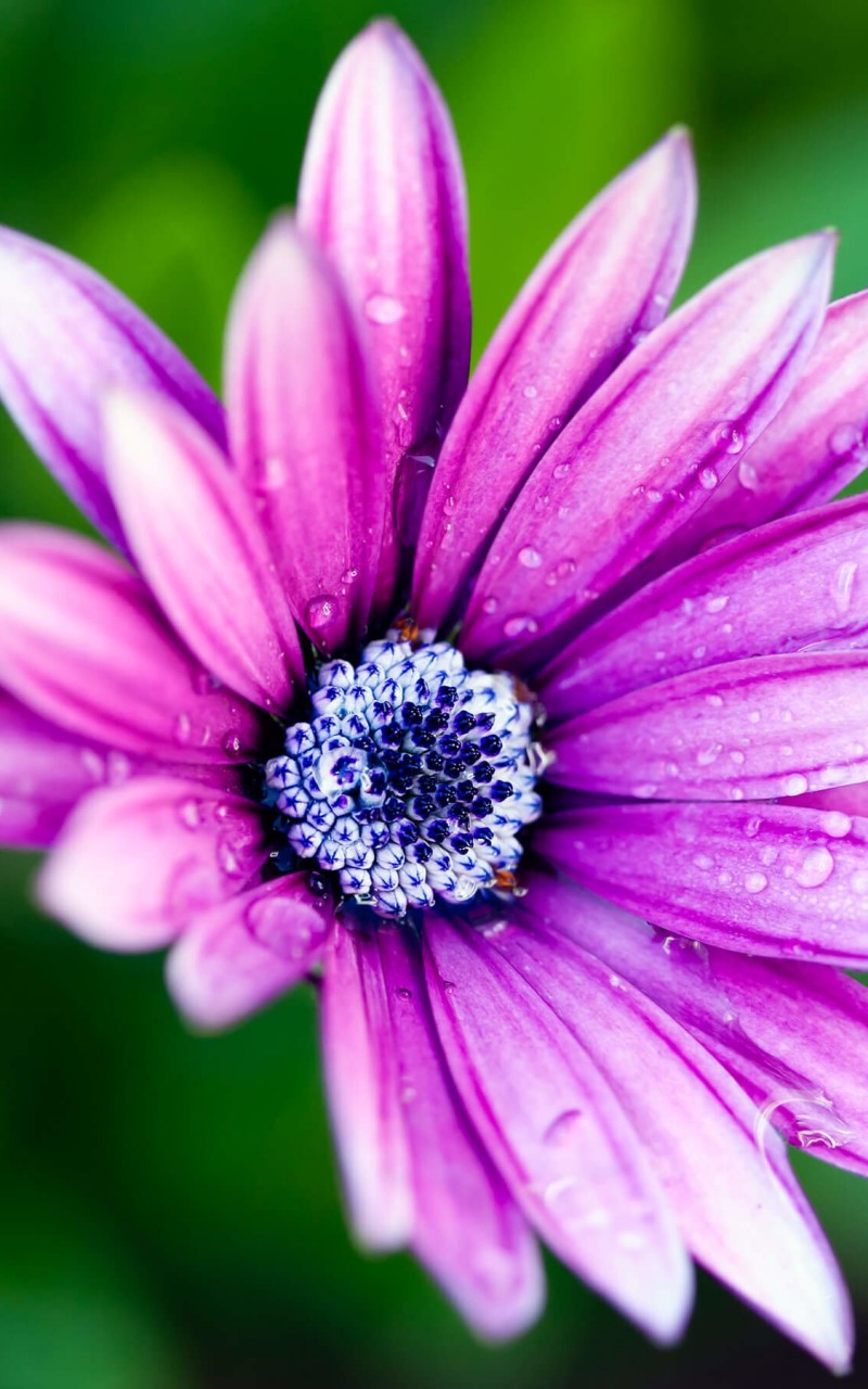 Purple Daisy Wallpaper for Amazon Kindle Fire HD