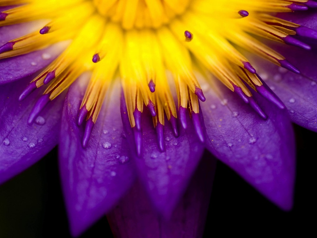 Purple Water Lily Flower Wallpaper for Desktop 1024x768