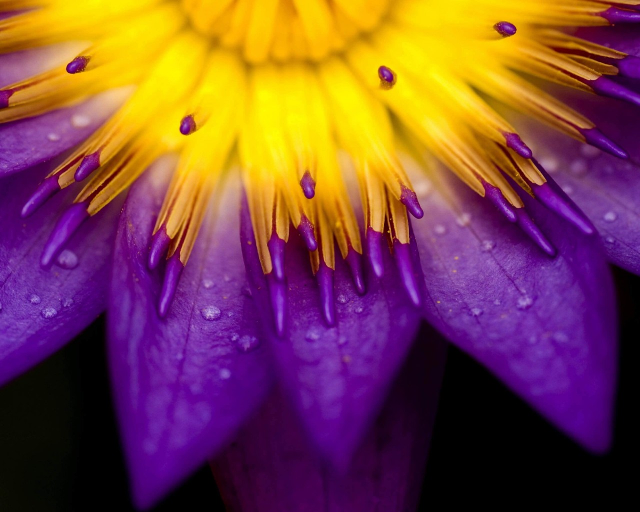 Purple Water Lily Flower Wallpaper for Desktop 1280x1024