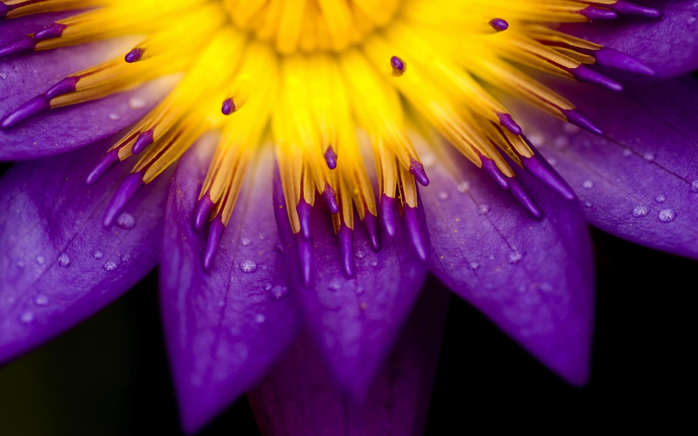 Purple Water Lily Flower Wallpaper for Desktop 1440x900