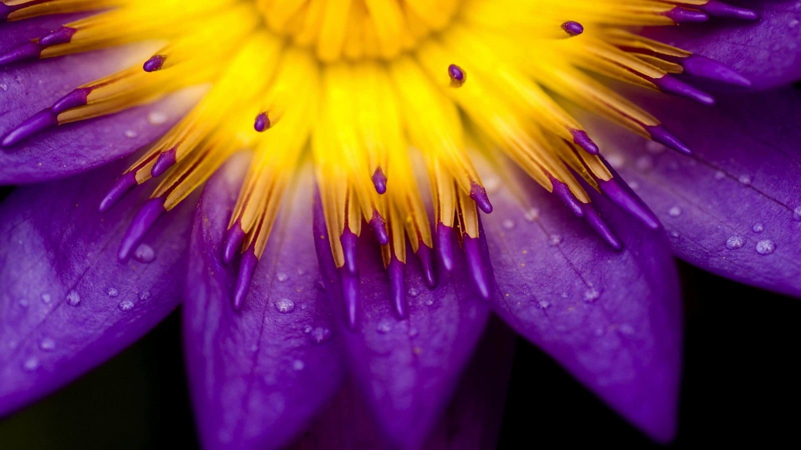 Purple Water Lily Flower Wallpaper for Desktop 1600x900