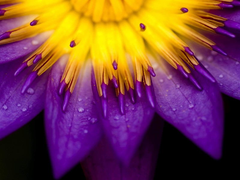 Purple Water Lily Flower Wallpaper for Desktop 800x600