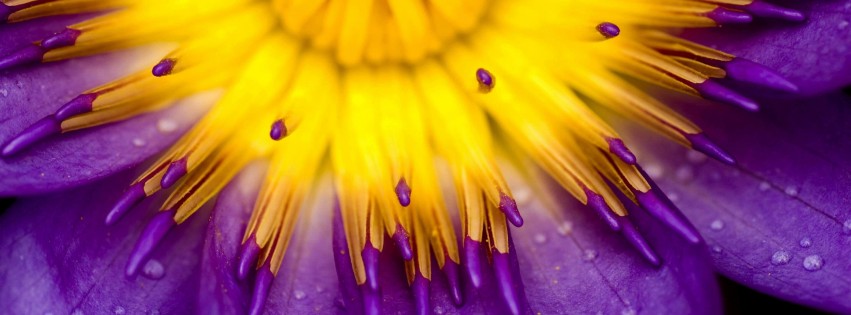 Purple Water Lily Flower Wallpaper for Social Media Facebook Cover