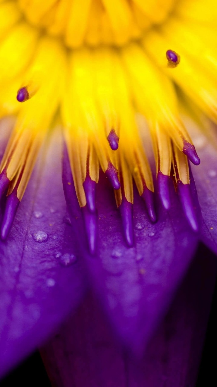 Purple Water Lily Flower Wallpaper for SAMSUNG Galaxy Note 2