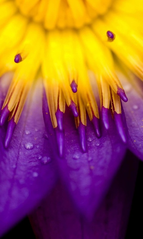 Purple Water Lily Flower Wallpaper for HTC Desire HD