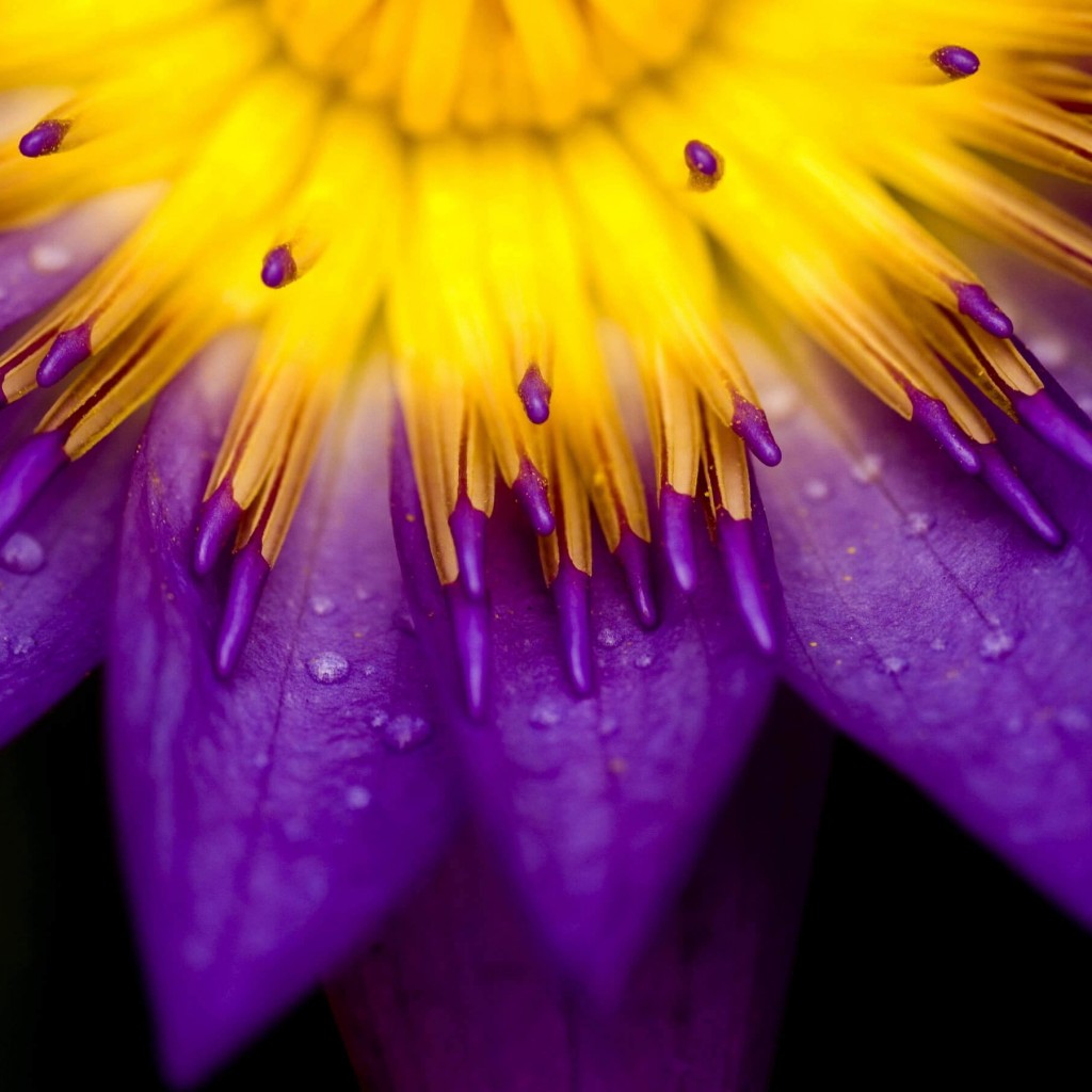 Purple Water Lily Flower Wallpaper for Apple iPad 2