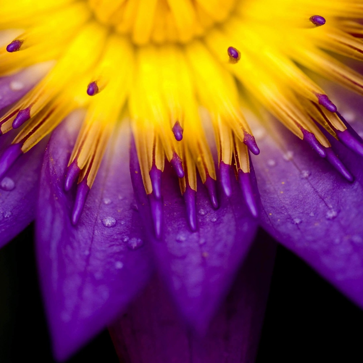 Purple Water Lily Flower Wallpaper for Apple iPad mini