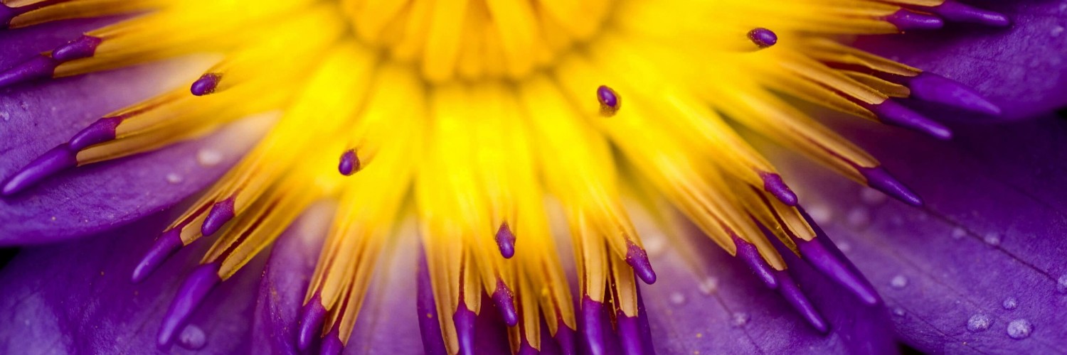 Purple Water Lily Flower Wallpaper for Social Media Twitter Header
