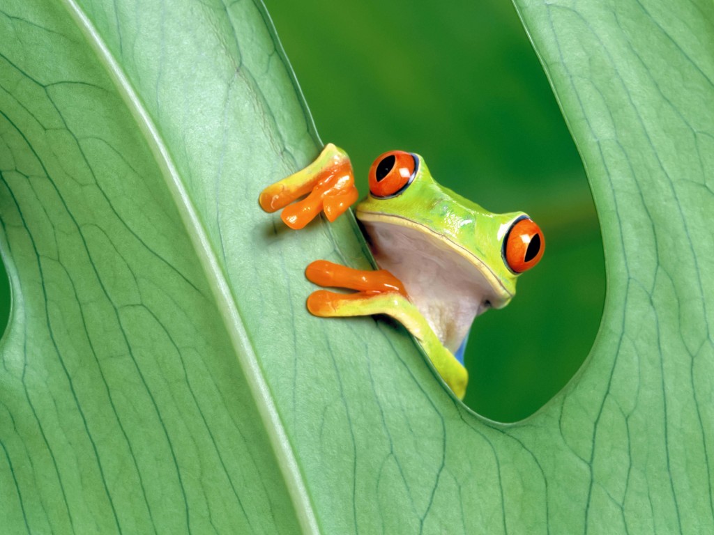 Red Eyed Tree Frog Wallpaper for Desktop 1024x768