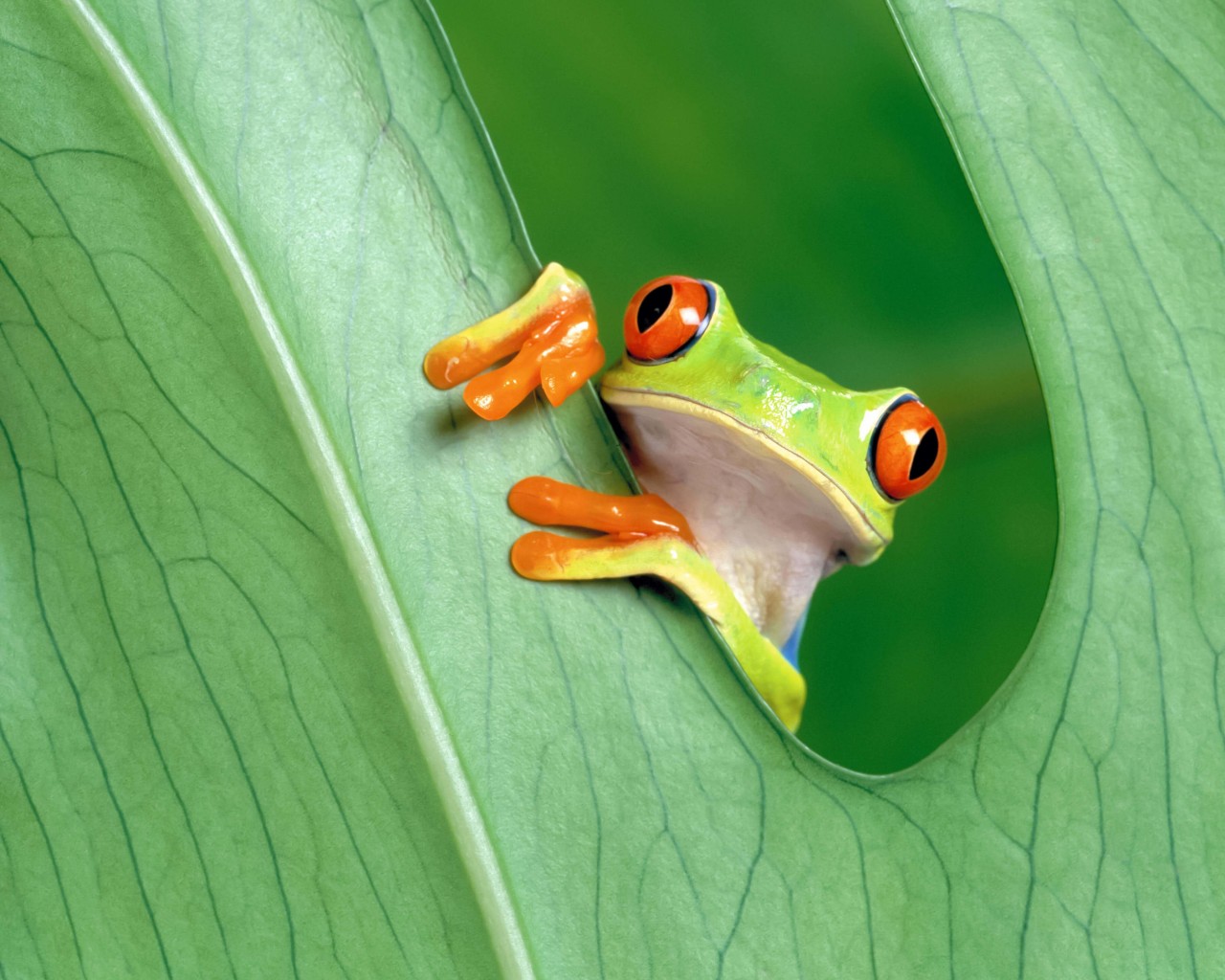 Red Eyed Tree Frog Wallpaper for Desktop 1280x1024