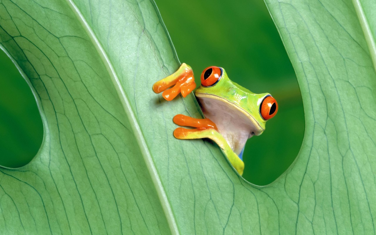 Red Eyed Tree Frog Wallpaper for Desktop 1280x800