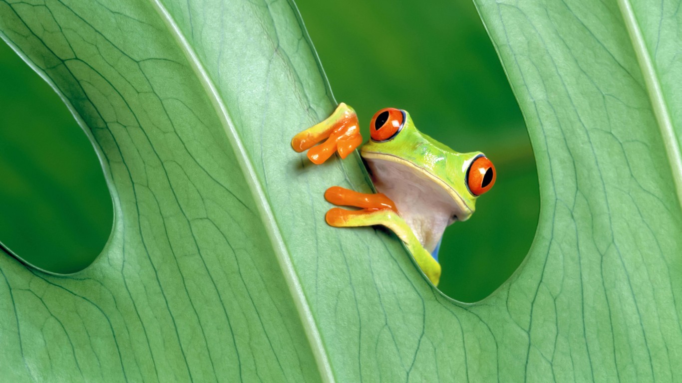 Red Eyed Tree Frog Wallpaper for Desktop 1366x768
