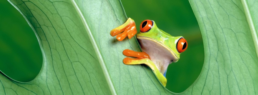 Red Eyed Tree Frog Wallpaper for Social Media Facebook Cover
