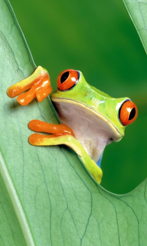 Red Eyed Tree Frog Wallpaper for SAMSUNG Galaxy S3 Mini