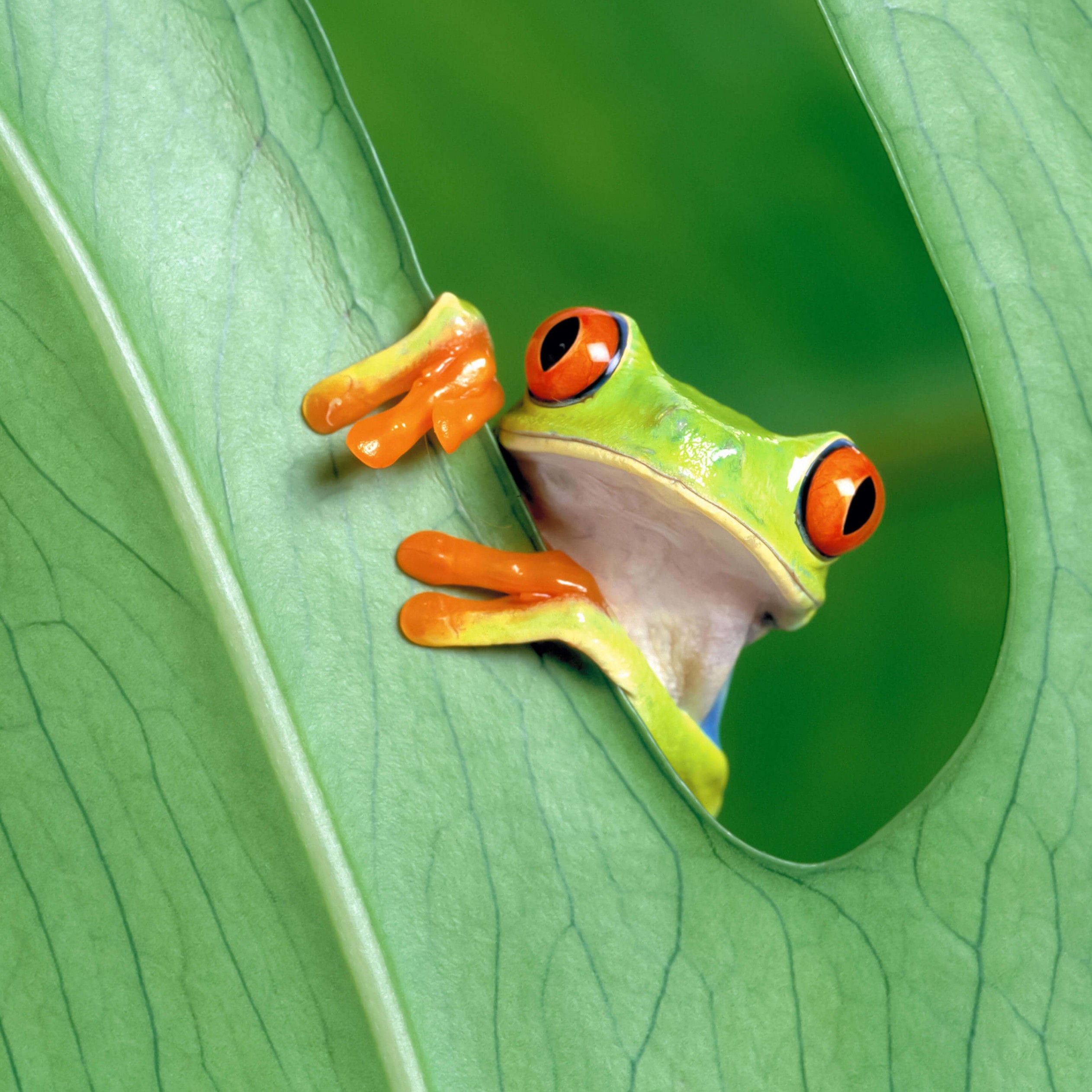Red Eyed Tree Frog Wallpaper for Apple iPad Air
