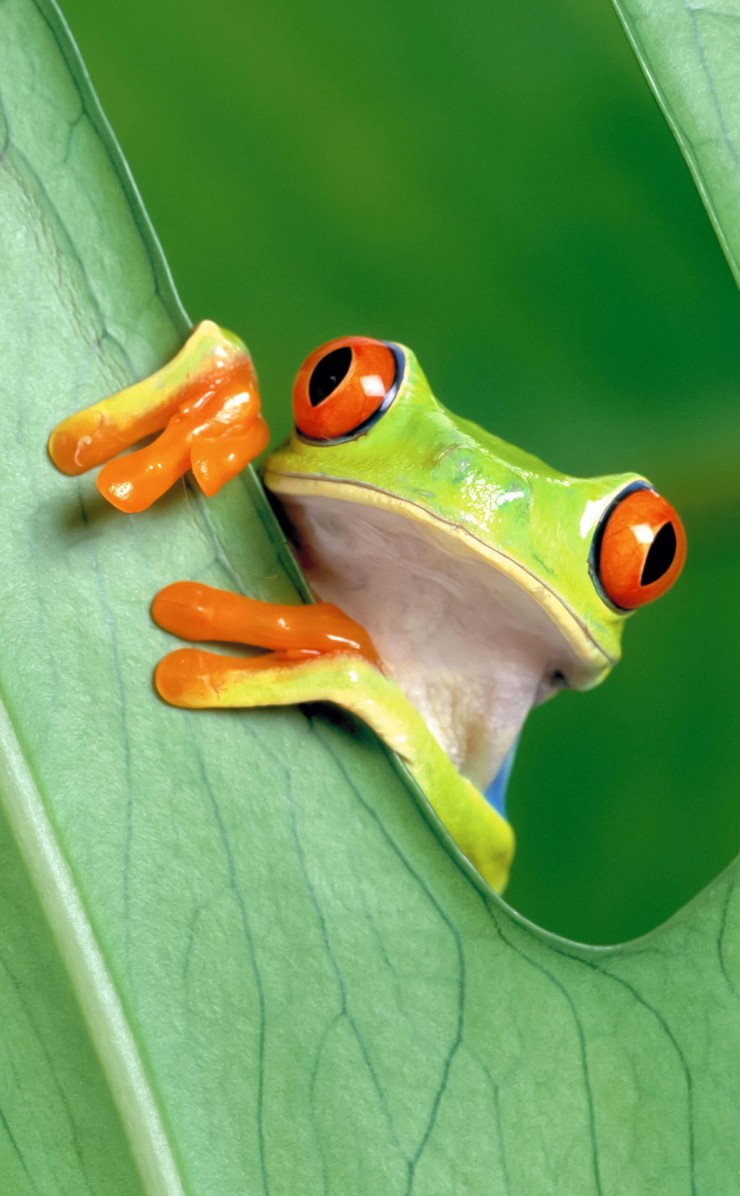 Red Eyed Tree Frog Wallpaper for Apple iPhone 4 / 4s