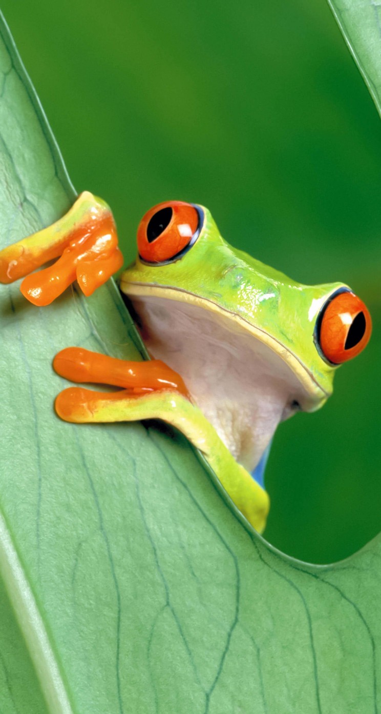 Red Eyed Tree Frog Wallpaper for Apple iPhone 5 / 5s