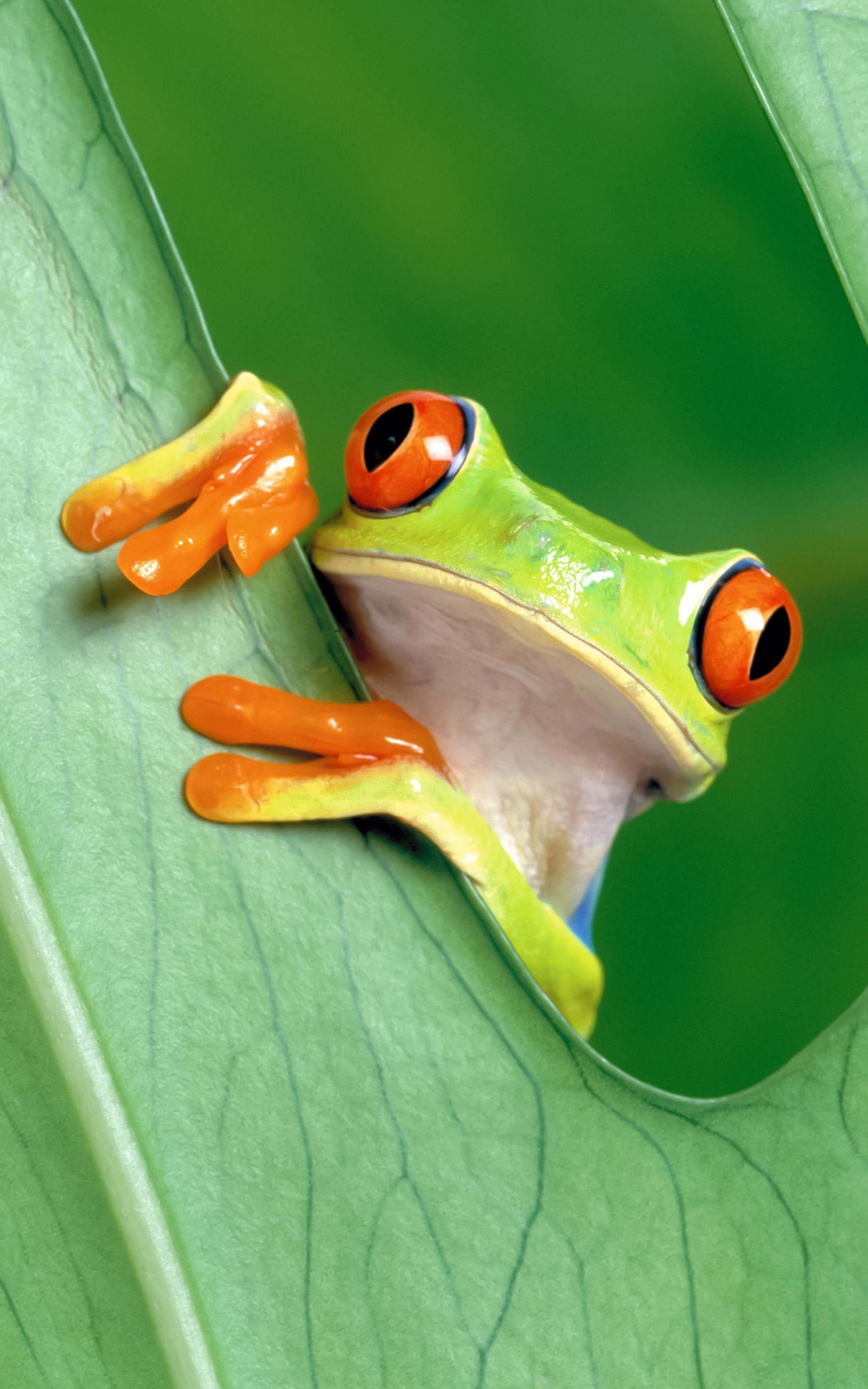 Red Eyed Tree Frog Wallpaper for Amazon Kindle Fire HDX 8.9