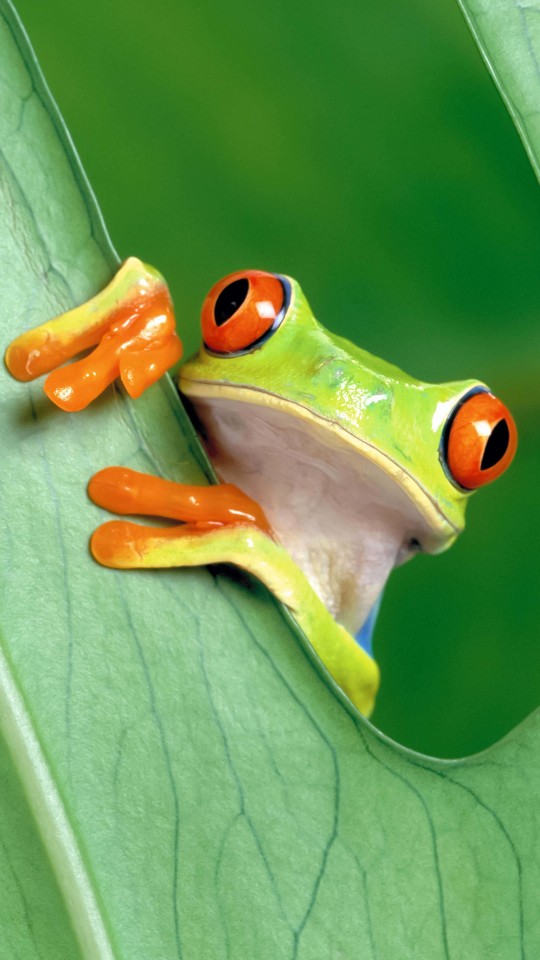 Red Eyed Tree Frog Wallpaper for Motorola Moto E