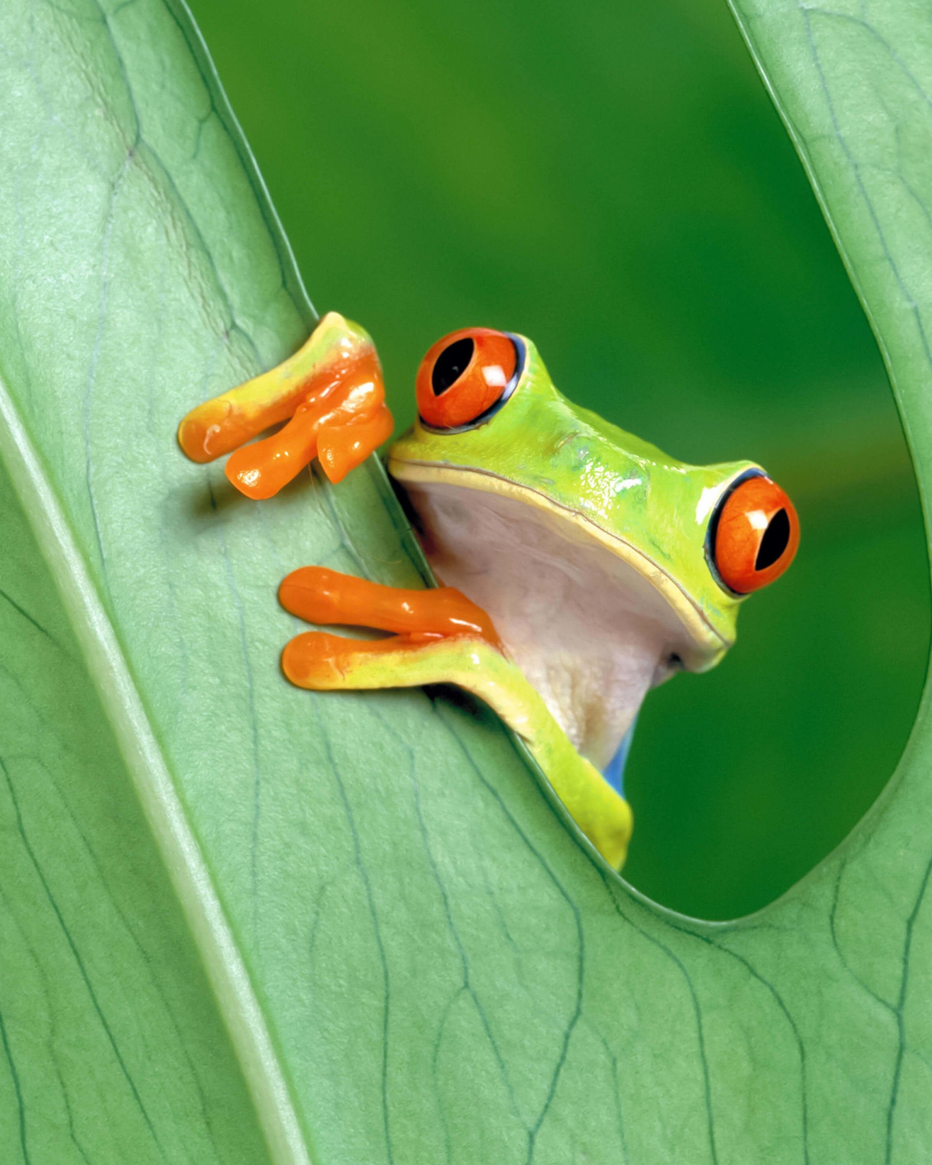 Red Eyed Tree Frog Wallpaper for Google Nexus 7
