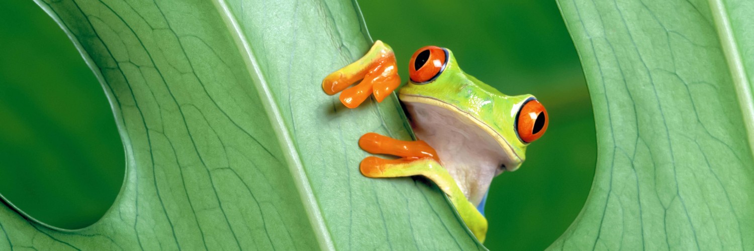 Red Eyed Tree Frog Wallpaper for Social Media Twitter Header