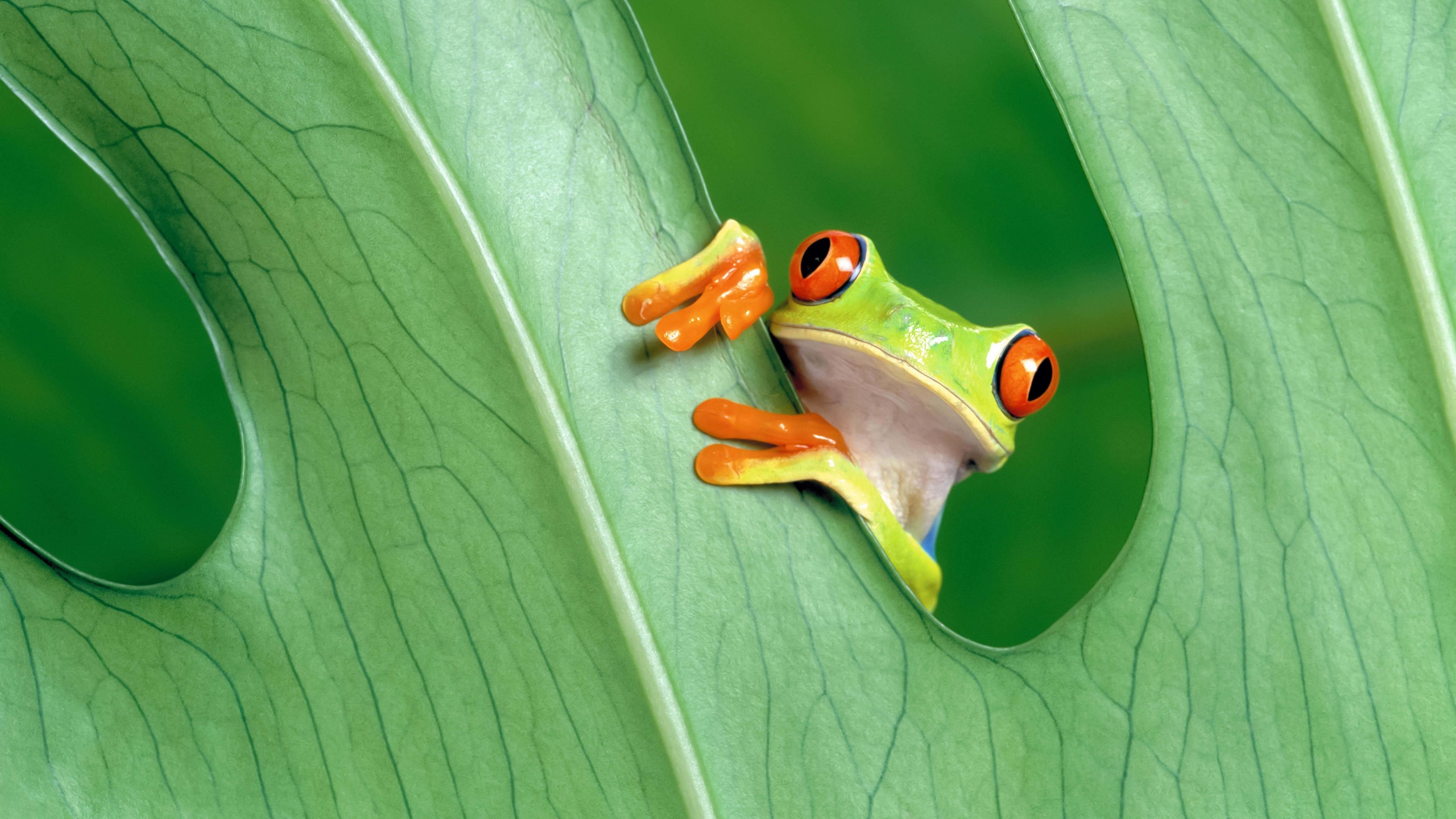 Red Eyed Tree Frog Wallpaper for Social Media YouTube Channel Art