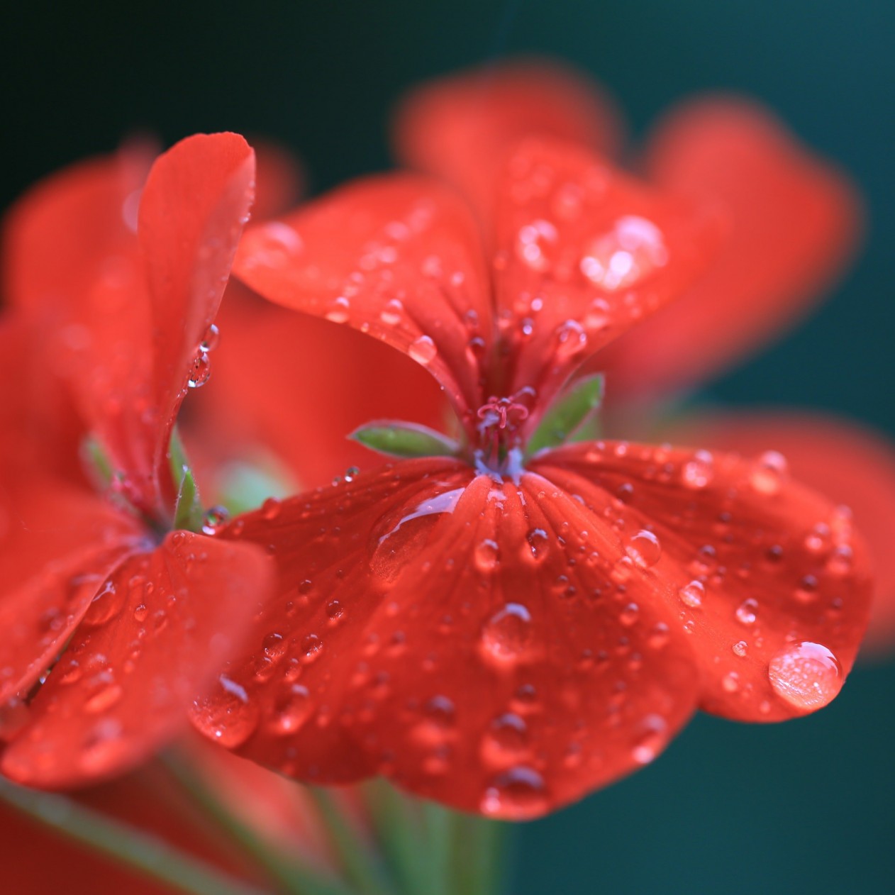 Red Geranium Wallpaper for Apple iPad mini