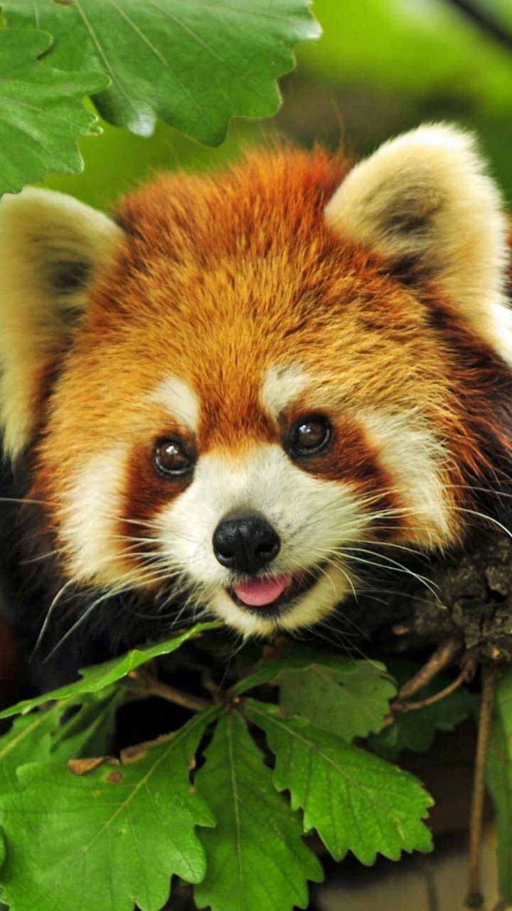 Red Panda Wallpaper for SAMSUNG Galaxy Note 2
