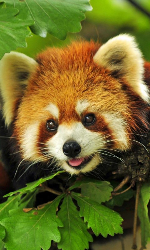 Red Panda Wallpaper for HTC Desire HD