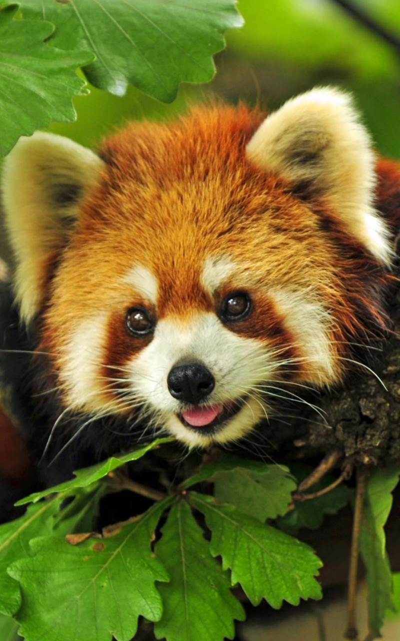 Red Panda Wallpaper for Amazon Kindle Fire HD