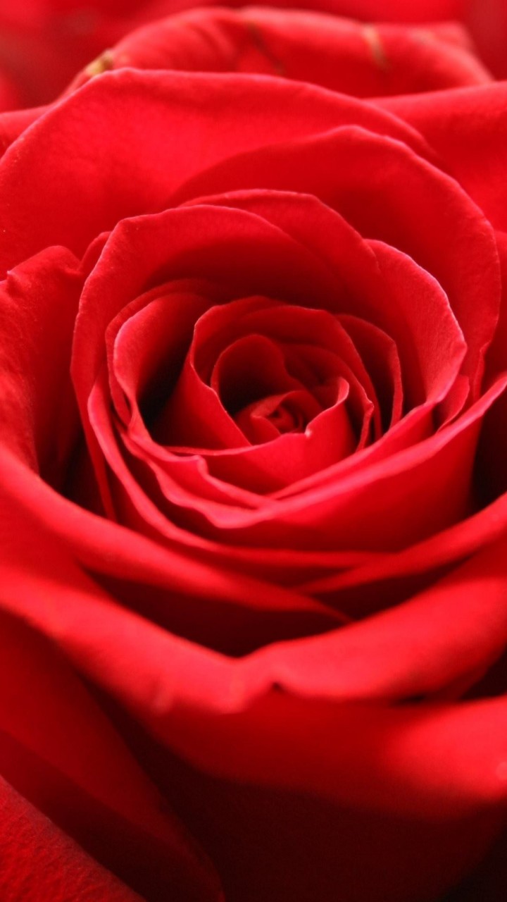 Red Rose Wallpaper for SAMSUNG Galaxy Note 2