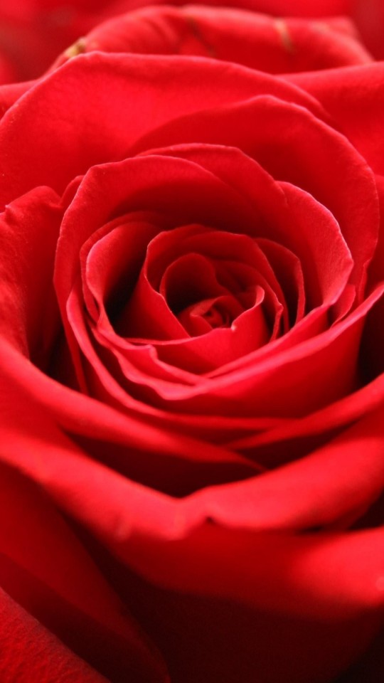 Red Rose Wallpaper for SAMSUNG Galaxy S4 Mini