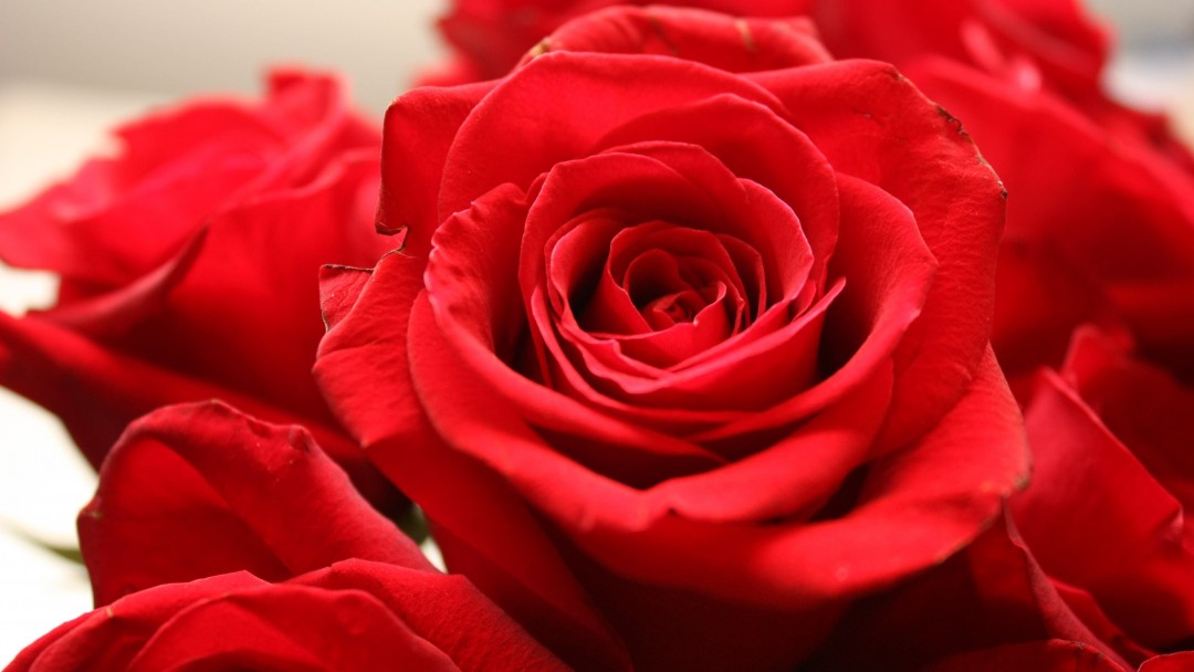 Red Rose Wallpaper for Social Media Google Plus Cover