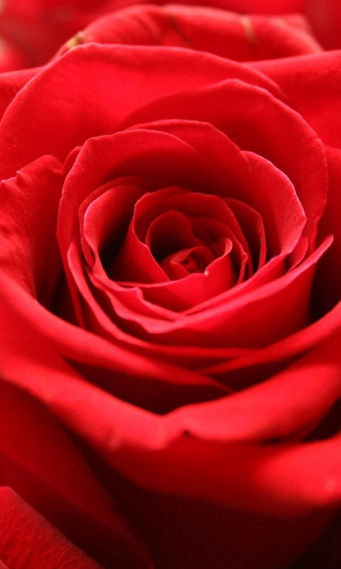 Red Rose Wallpaper for HTC Desire HD