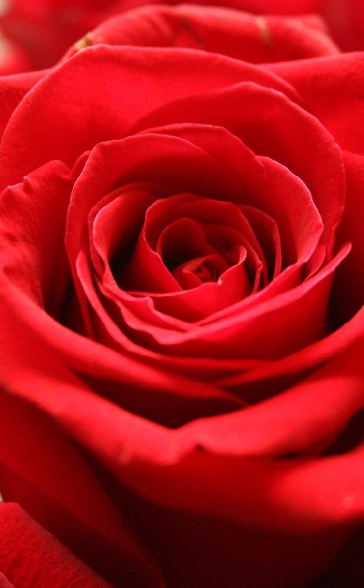 Red Rose Wallpaper for Apple iPhone 4 / 4s