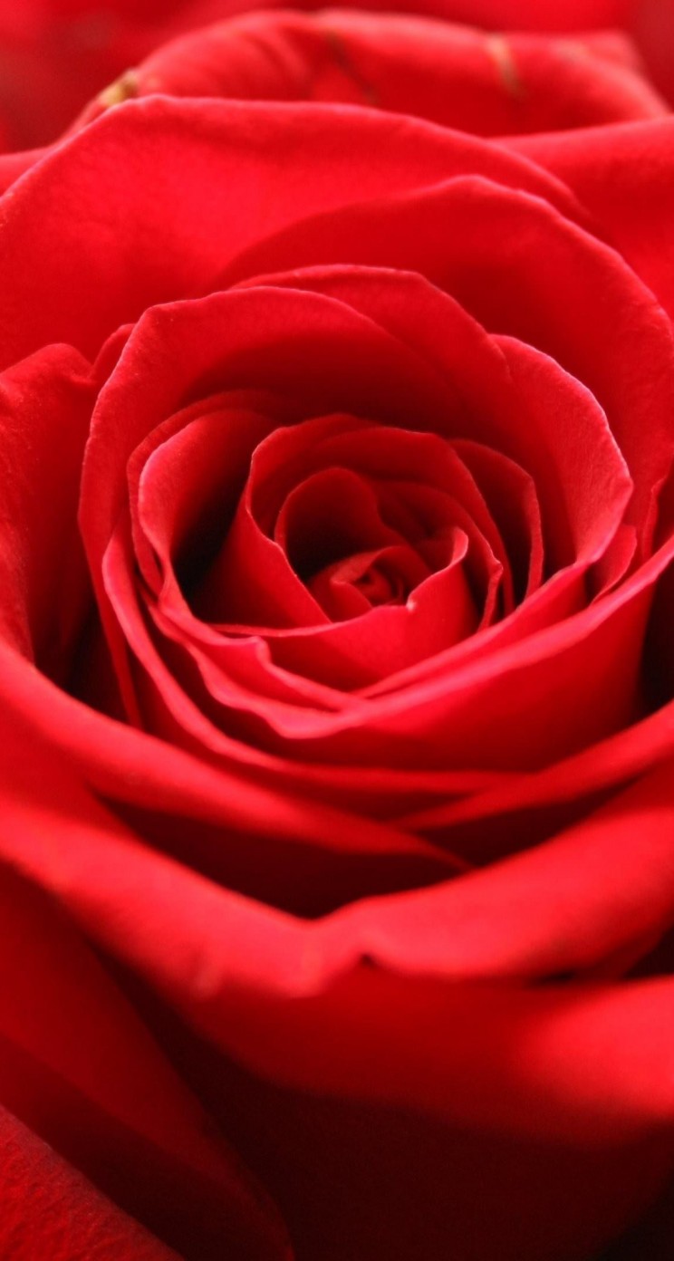 Red Rose Wallpaper for Apple iPhone 5 / 5s