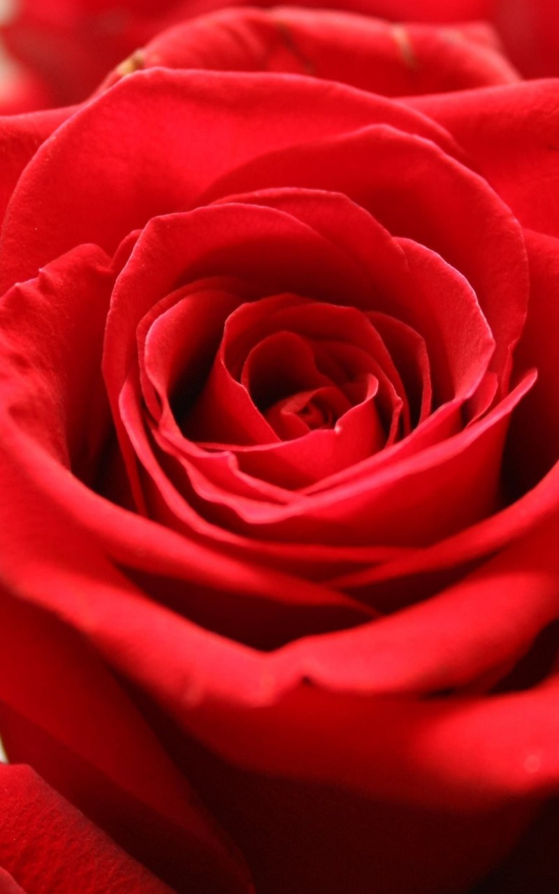 Red Rose Wallpaper for Amazon Kindle Fire HD