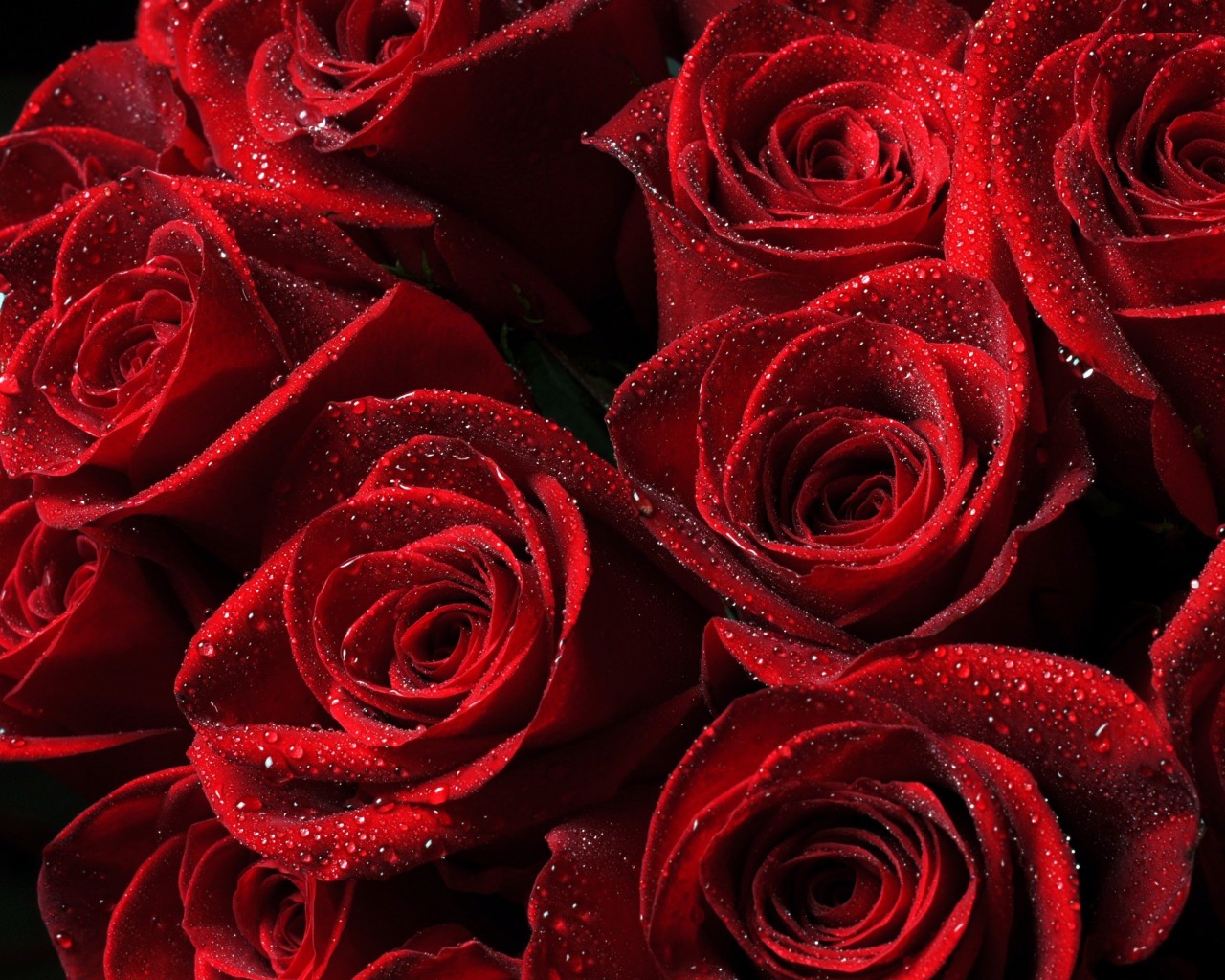 Red Roses Wallpaper for Desktop 1280x1024