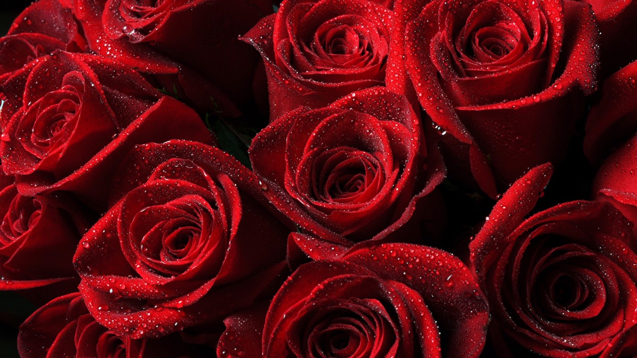 Red Roses Wallpaper for Desktop 1280x720