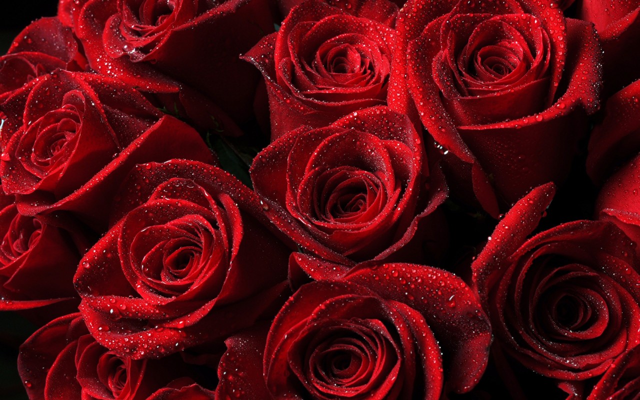 Red Roses Wallpaper for Desktop 1280x800