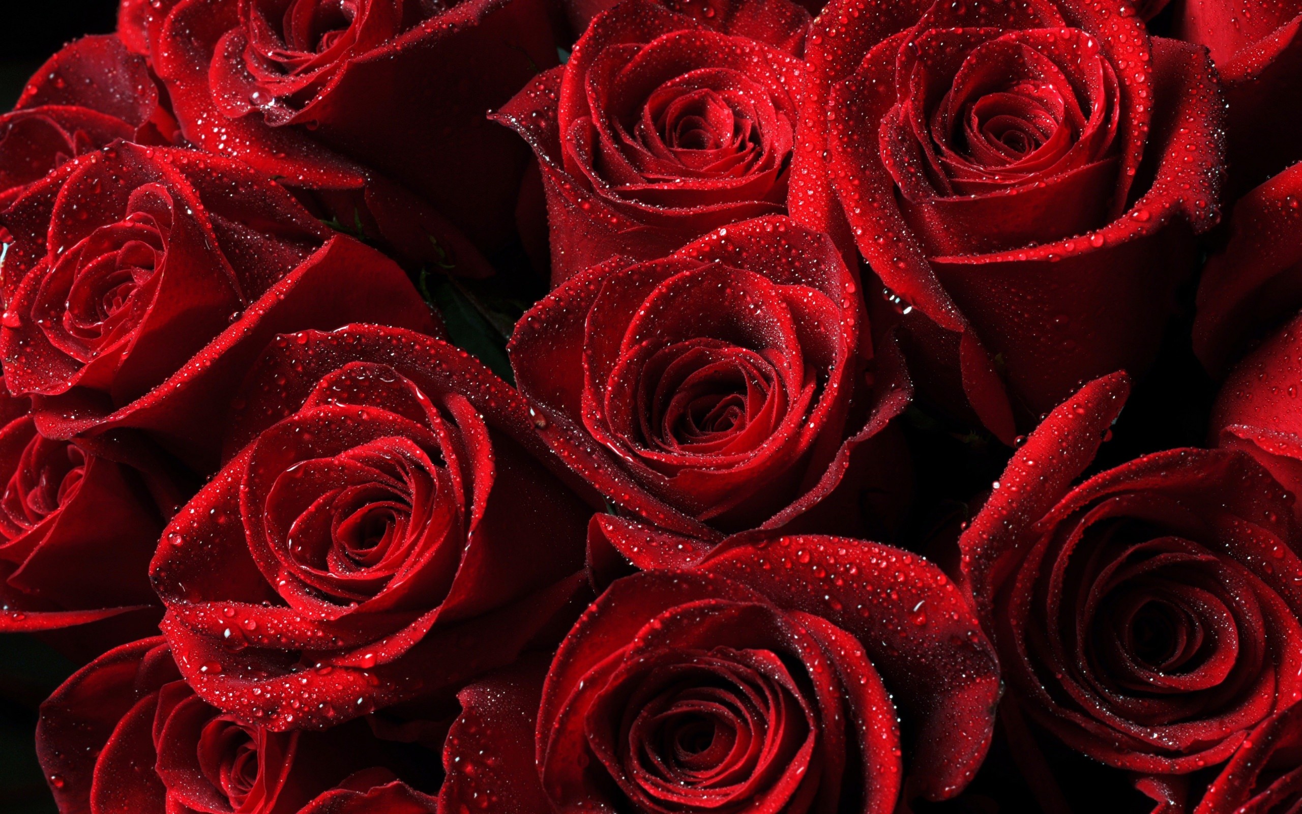 Red Roses Wallpaper for Desktop 2560x1600